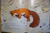 Mach's gut, Eichhörnchen! (Cee Neudert)